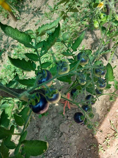 Purple_Tomatoes.jpg